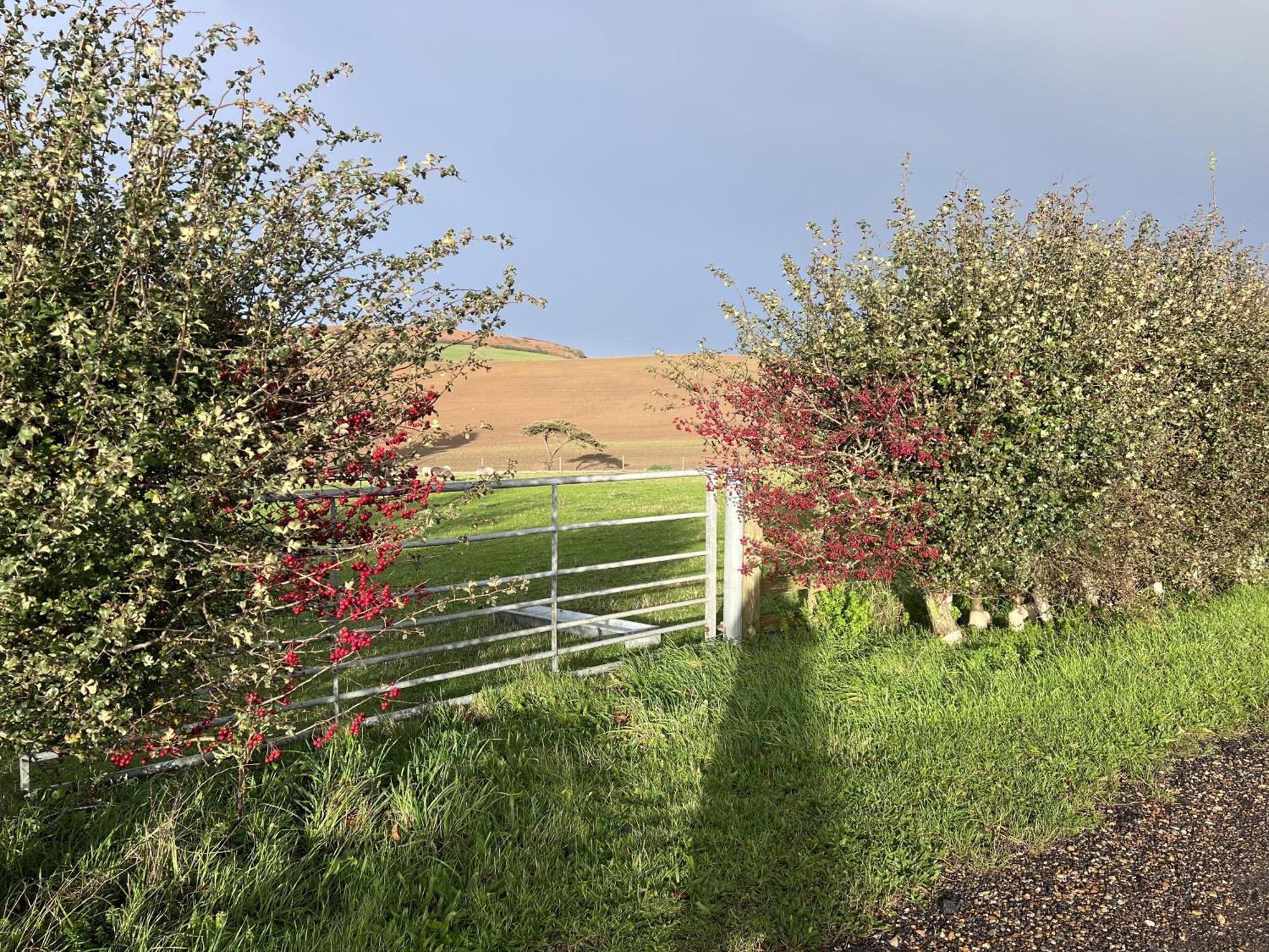 Bike Shed - Beautiful 1-Bed Cottage In Shorwell Екстериор снимка